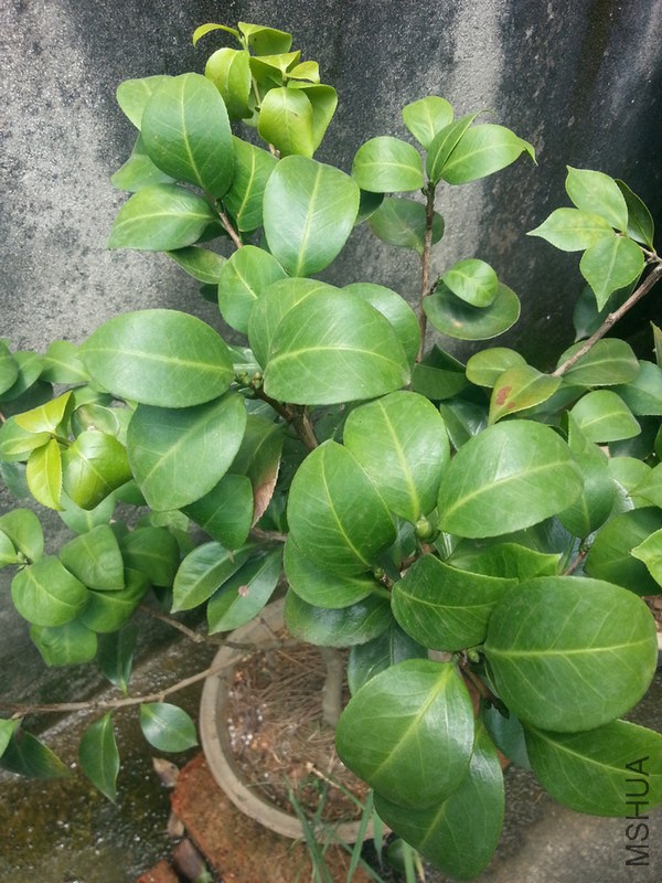 20140729_114126.jpg