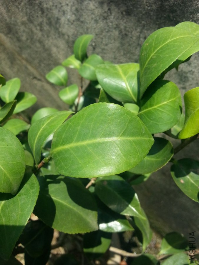 20140729_1153375.jpg