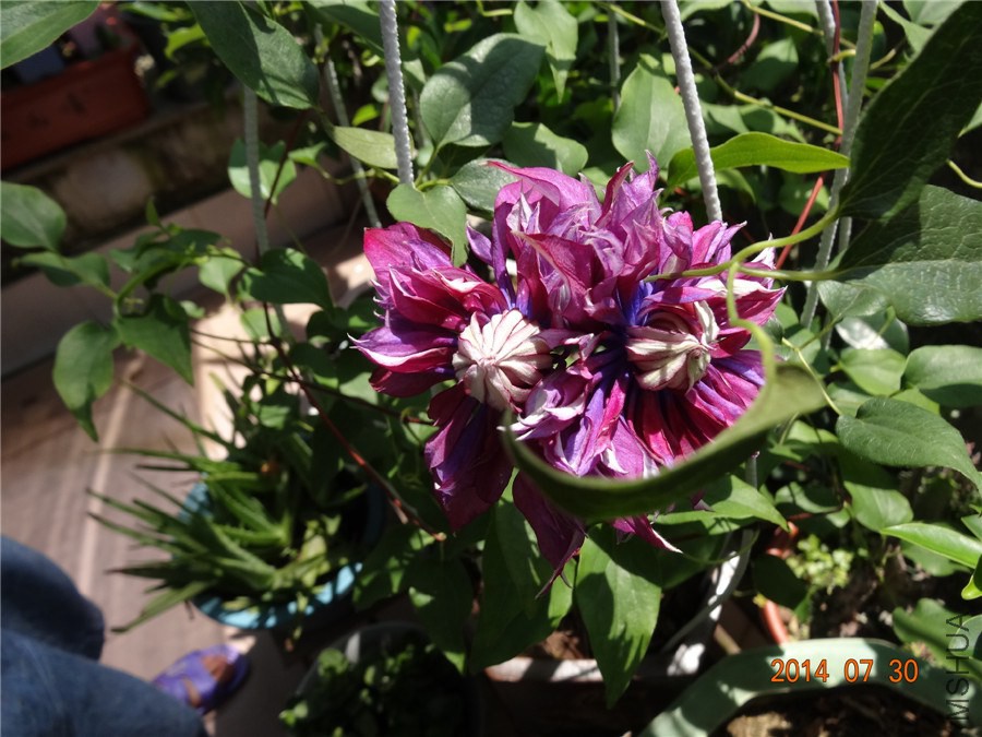 DSC01952_����.jpg