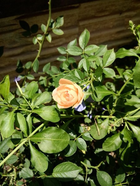 IMG20140730123627_������С.jpg