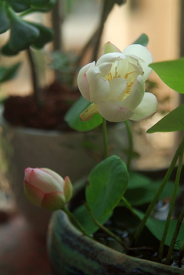DSCF0164.jpg