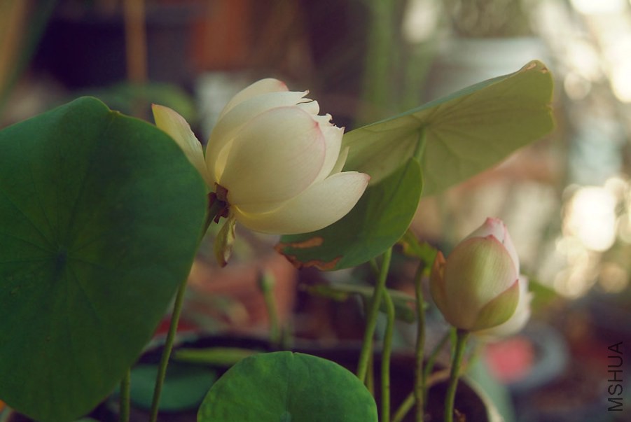 DSCF0200.jpg