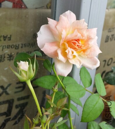 QQͼƬ20140731094544.jpg
