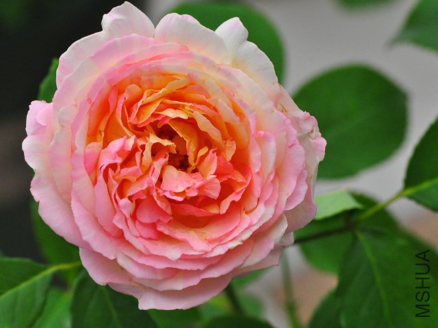 SSC_0521.JPG