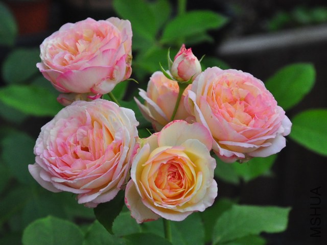 SSC_0595.JPG