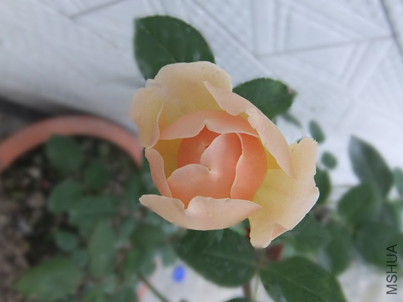 DSCF3300_����.jpg