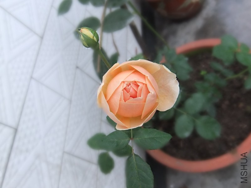 DSCF3350_����.jpg