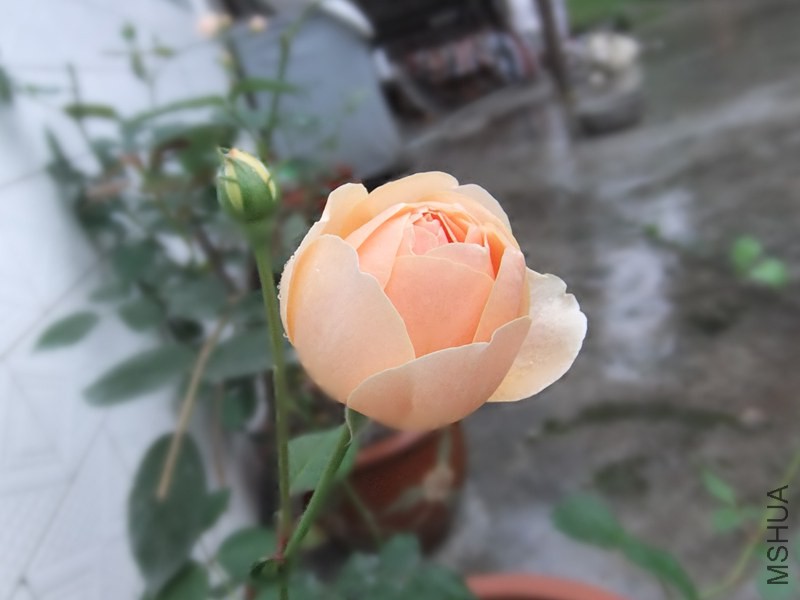 DSCF3351_����.jpg