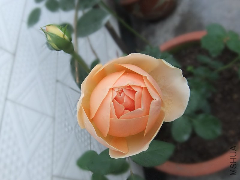 DSCF3352_����.jpg