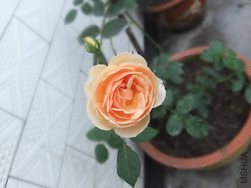 DSCF3353_����.jpg