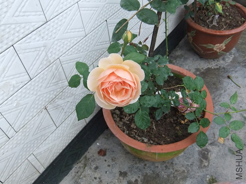 DSCF3360_����.jpg