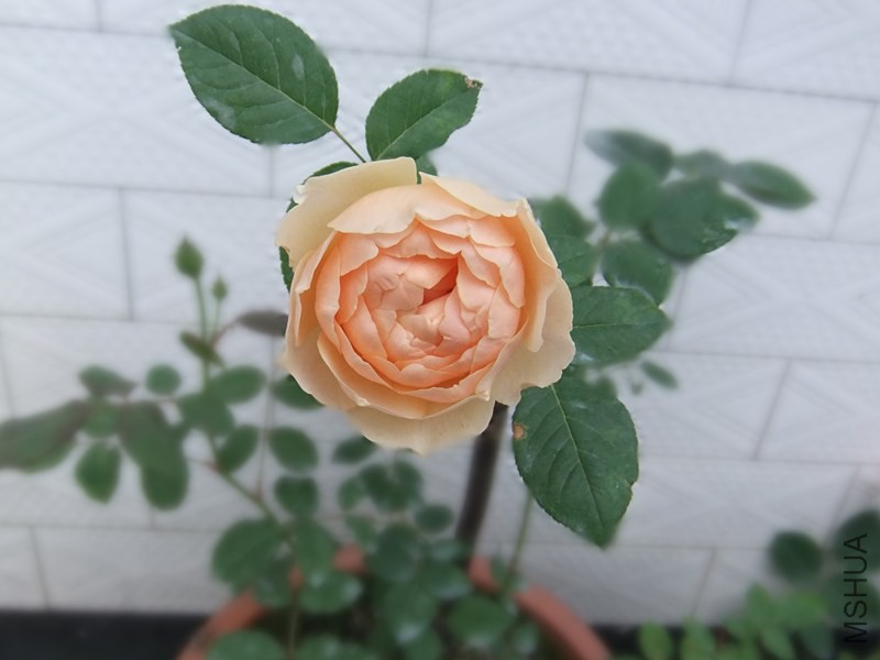 DSCF3301_����.jpg