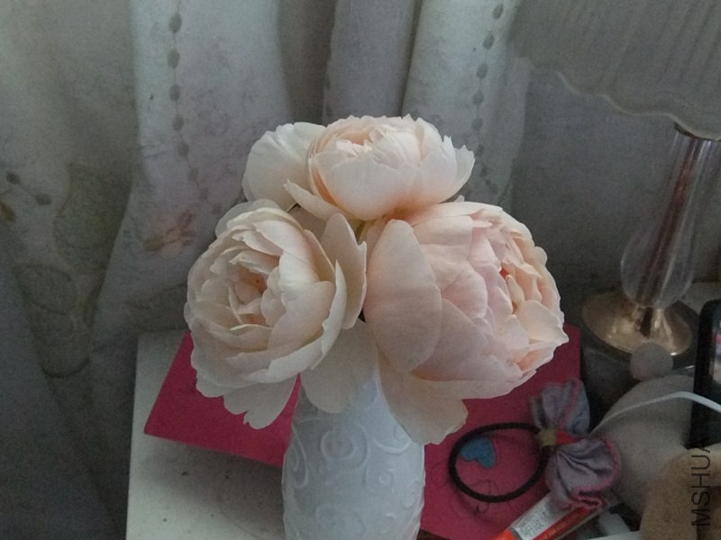 DSCF3370_����.jpg