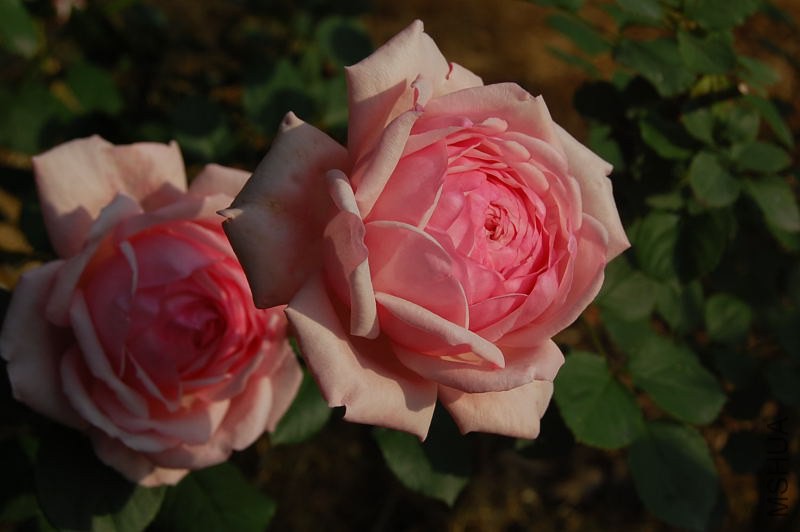 DSC_01100110.JPG