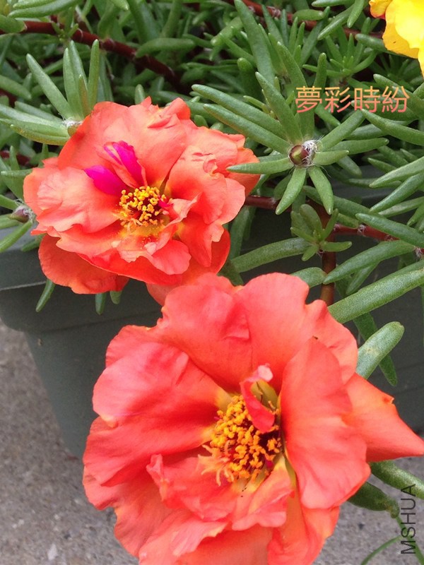 ��ɫ01.jpg