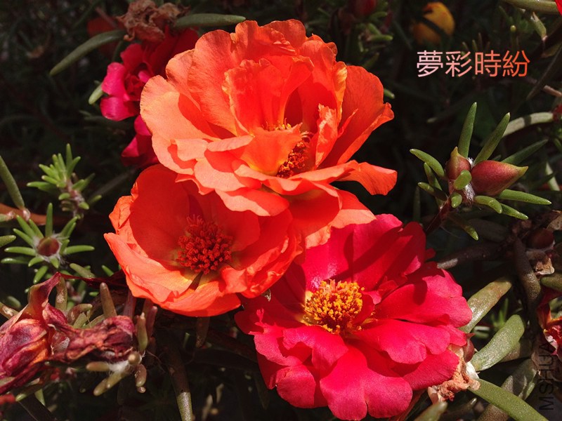 ��ɫ05.jpg