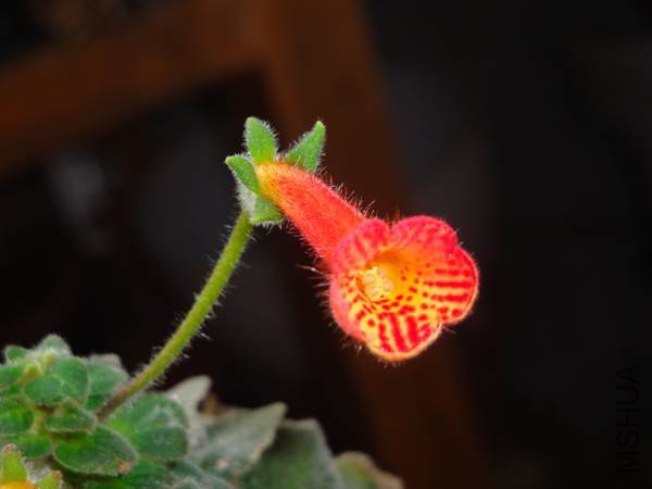 DSC08130.jpg
