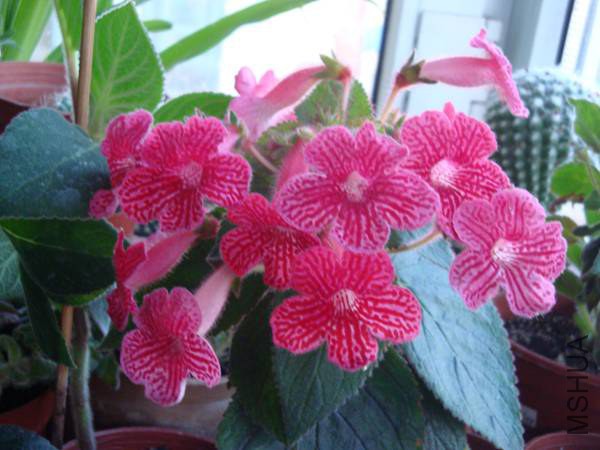 DSC08900.jpg