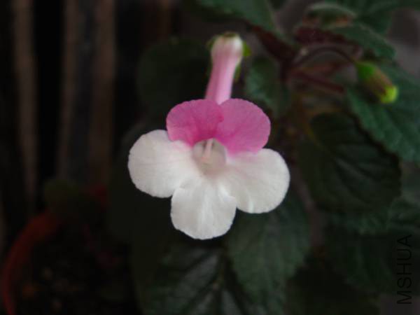 DSC08237.jpg