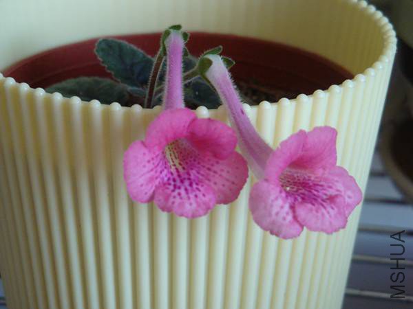 DSC08284.jpg