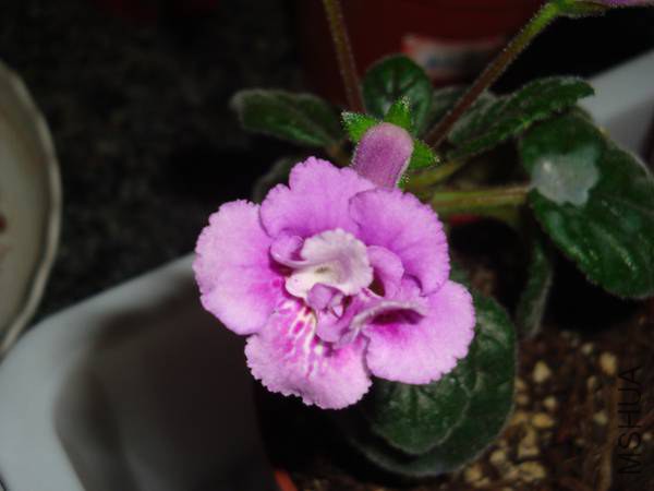 DSC08420.jpg