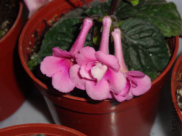DSC08428.jpg