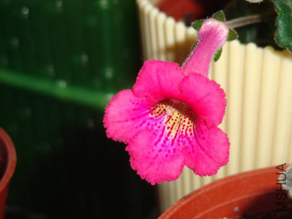 DSC08450.jpg
