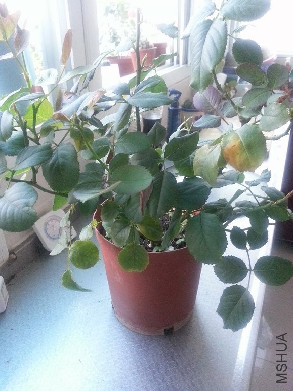 20140730_18440311.jpg