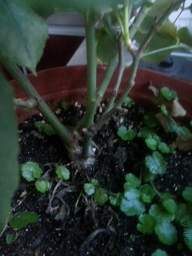 20140730_18443511.jpg