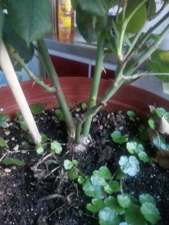 20140730_18445711.jpg