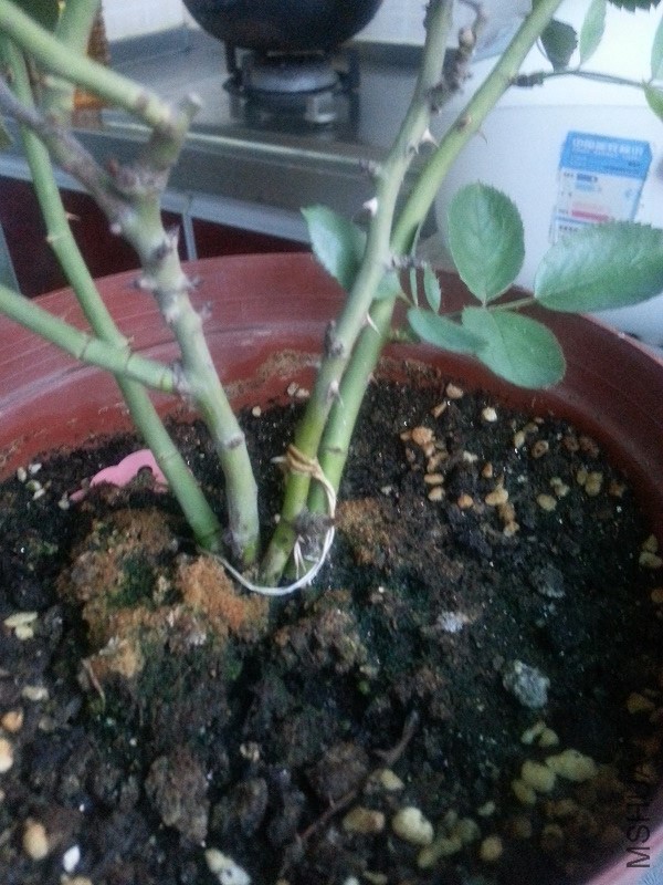 20140730_18470411.jpg