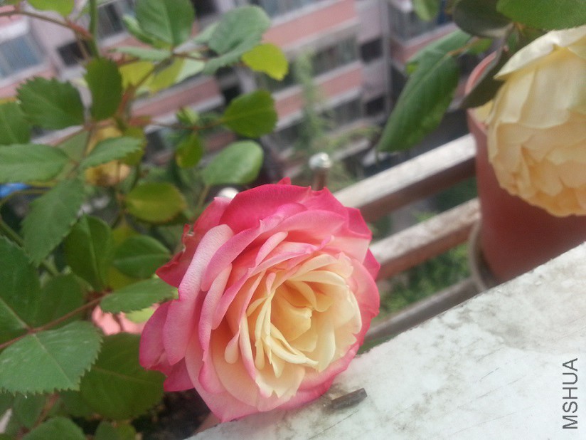 20140503_15570811.jpg