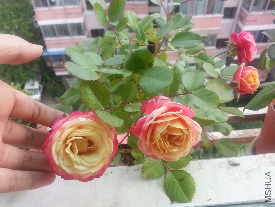 20140503_15574711.jpg
