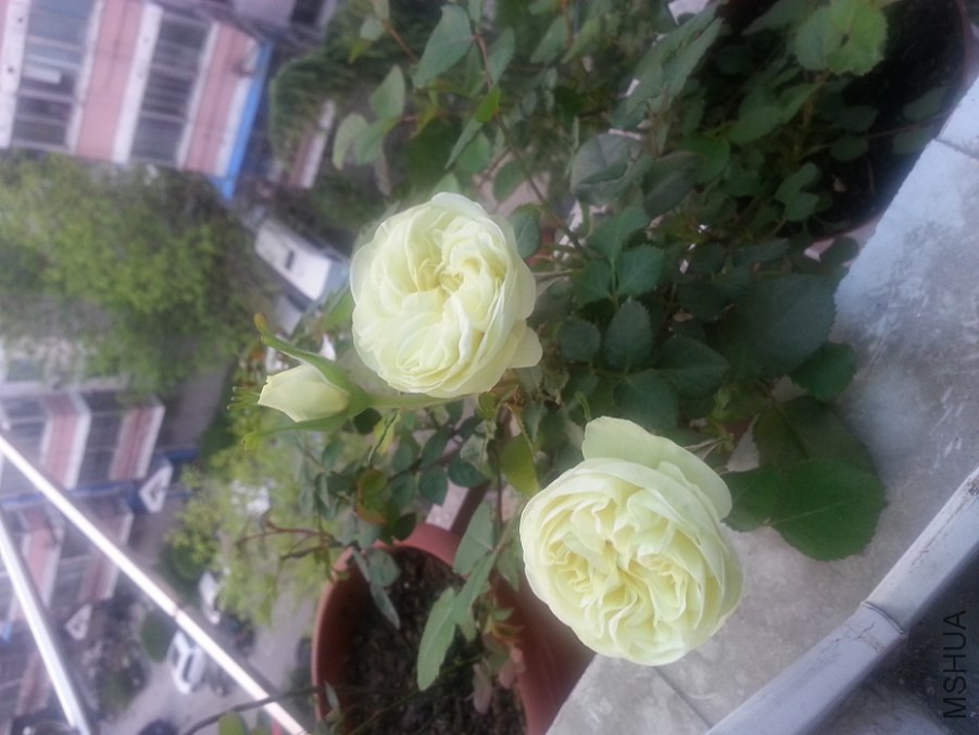 20140409_06163511.jpg