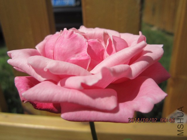 IMG_3969.JPG