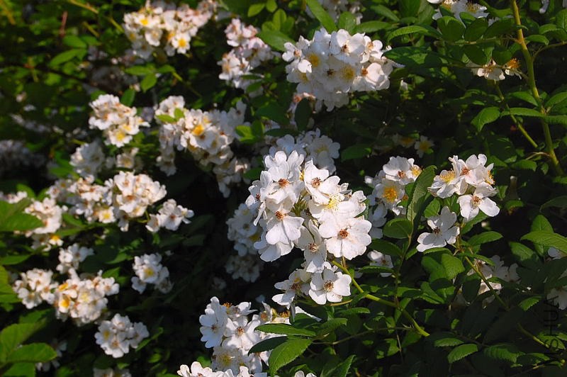 DSC_08010801.JPG