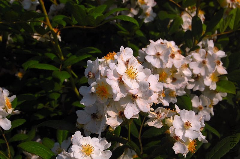 DSC_07870787.JPG