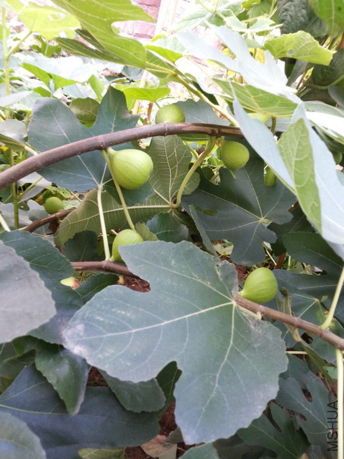 20140803_065054.jpg