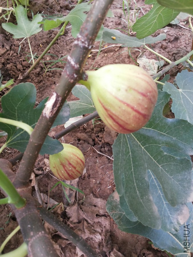 20140803_065039.jpg