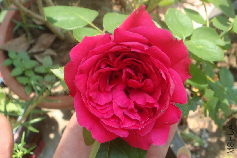 ������С DSC03254.JPG