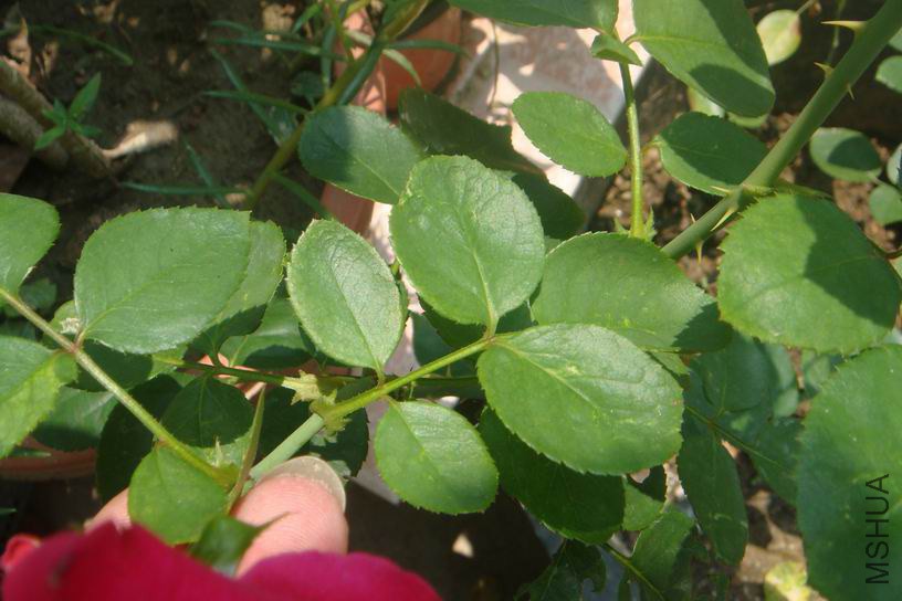 ������С DSC03255.JPG