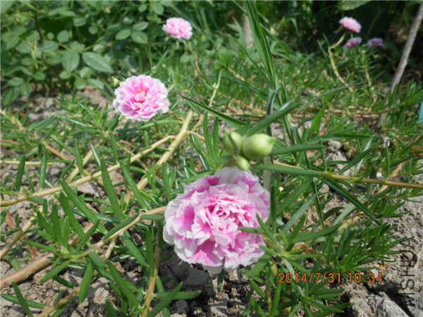 IMG_5213.jpg