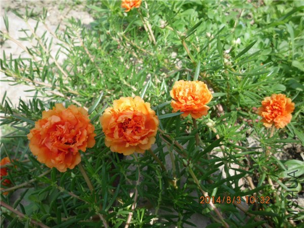 IMG_5273.jpg