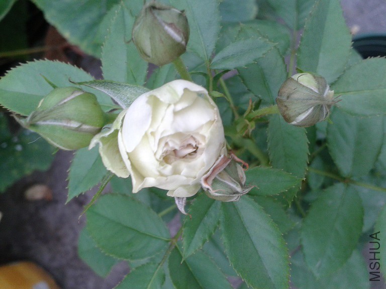 20140731_072649.jpg