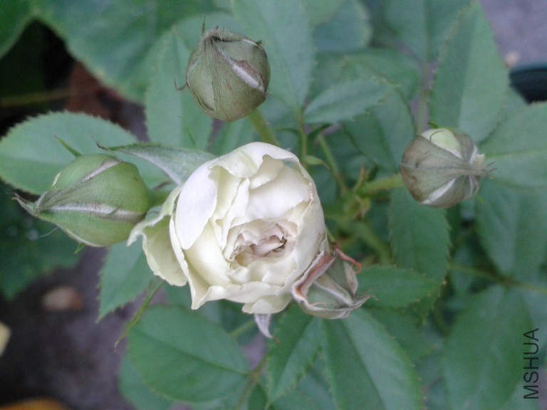 20140731_072653.jpg