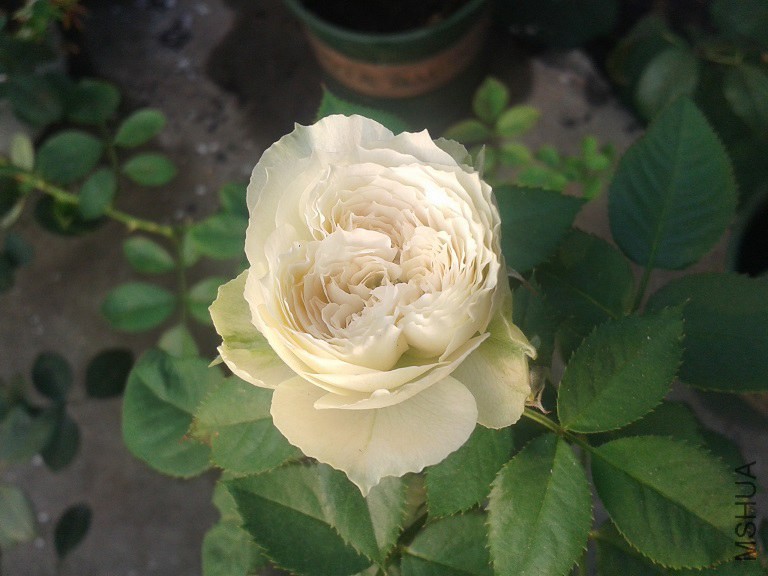 20140804_070939.jpg