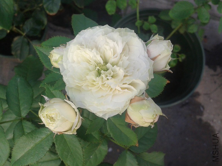 20140804_070926.jpg