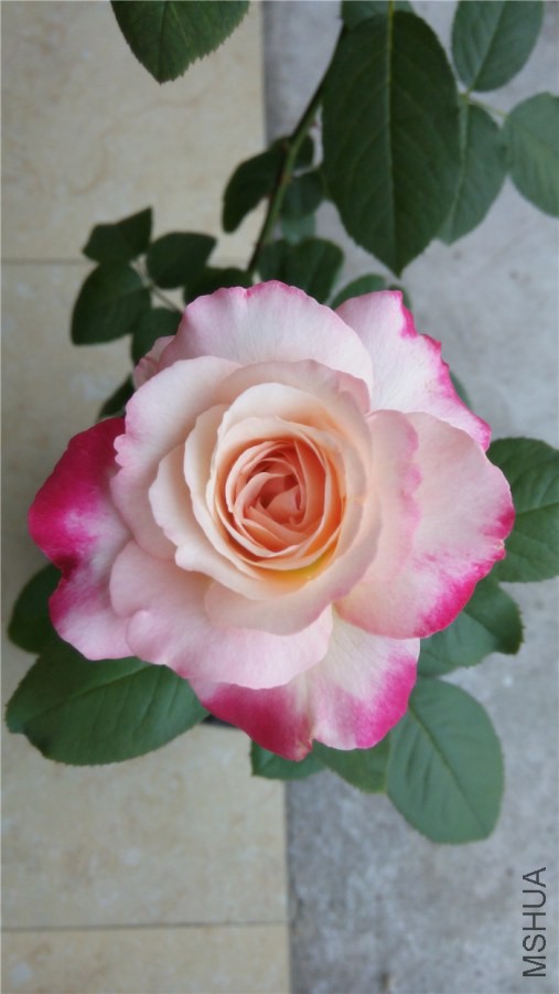20140725123322.jpg