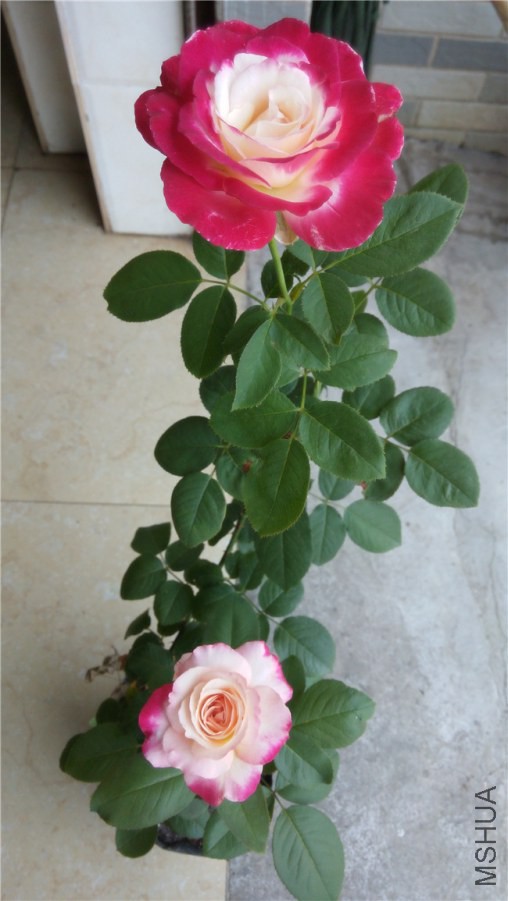 20140725123432.jpg
