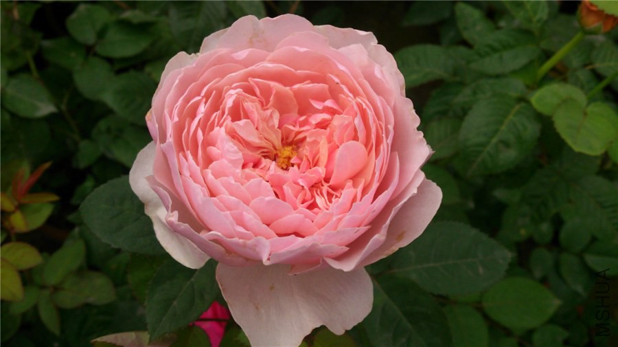 DSC_0203.jpg